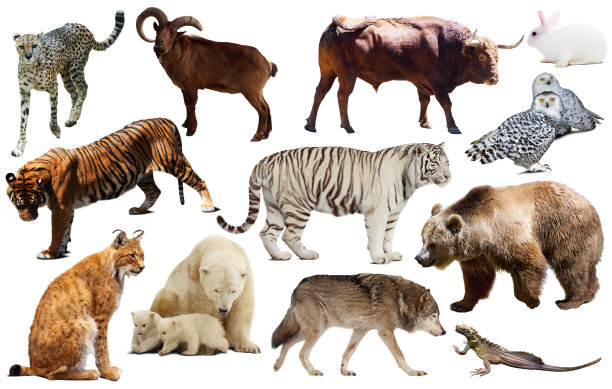 zoology