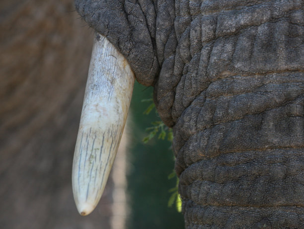 ivory