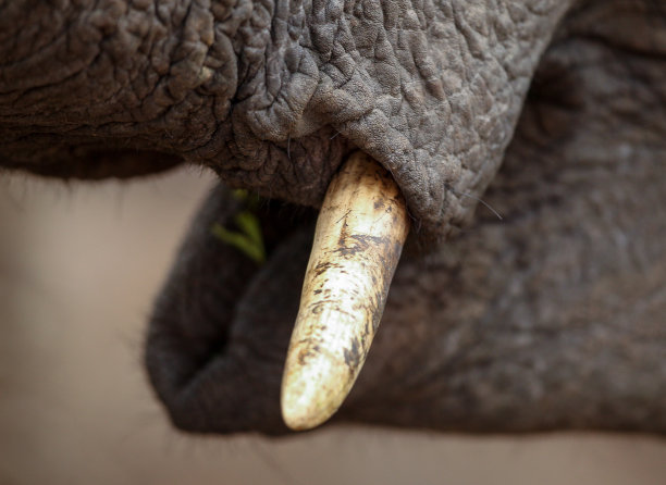 ivory