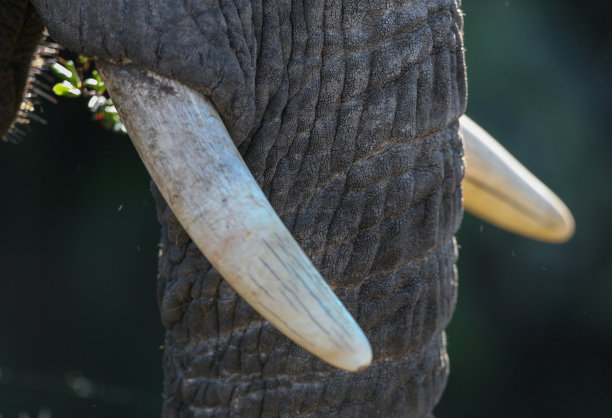 ivory
