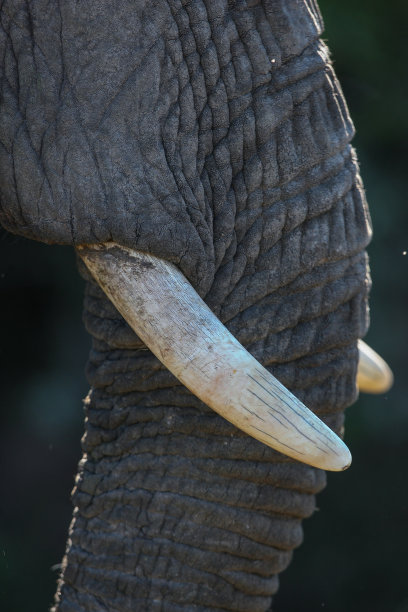 ivory
