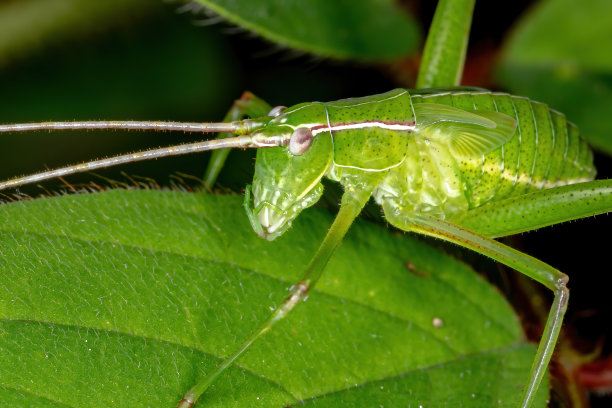 katydid