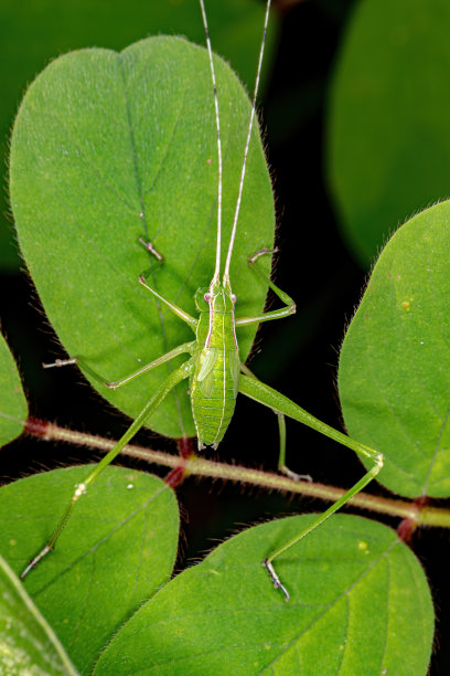 katydid