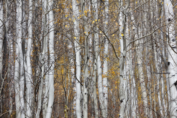 aspen