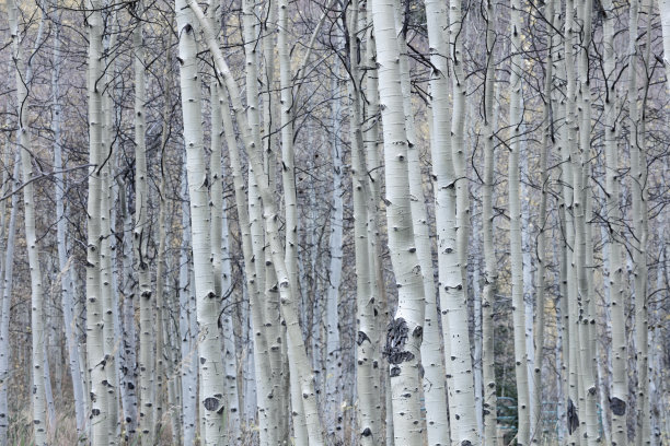 aspen