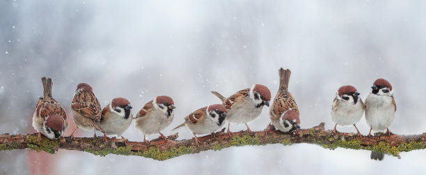 sparrow