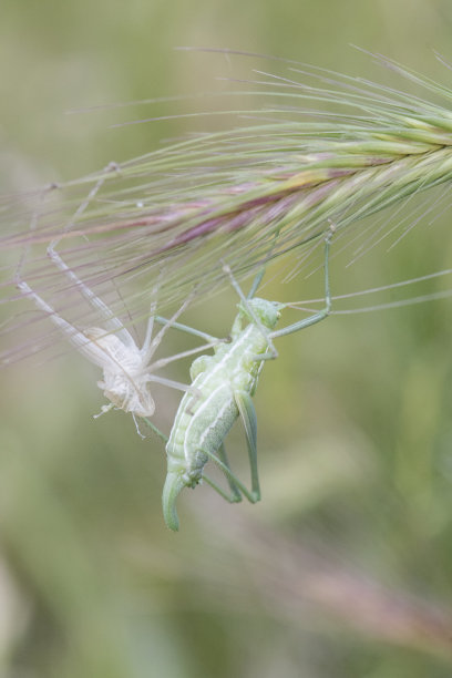 katydid