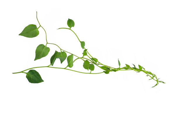 vitis