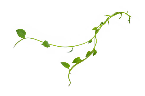 vitis