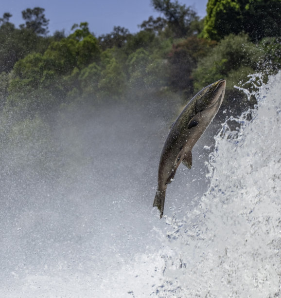 salmo