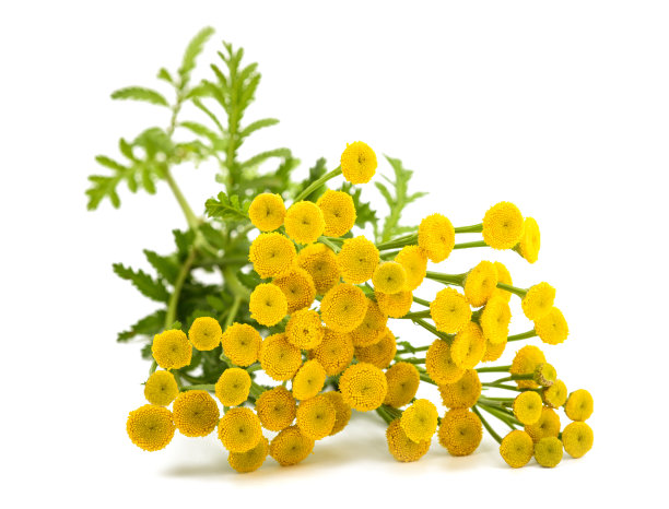 tanacetum