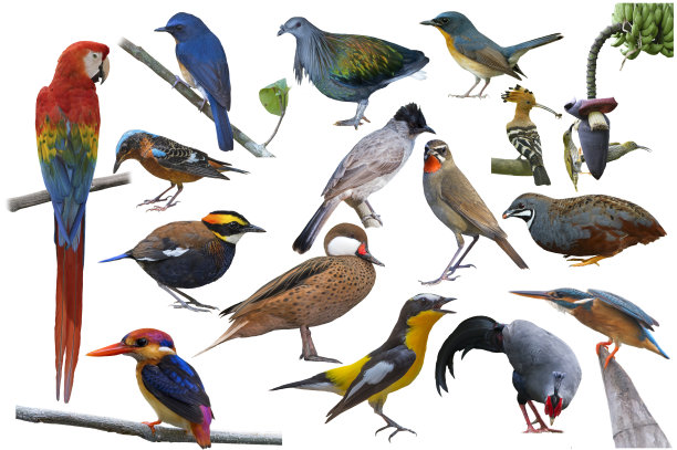 ornithology