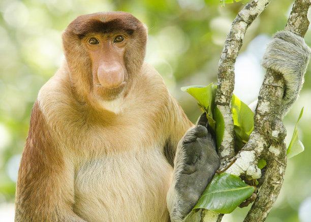 borneo