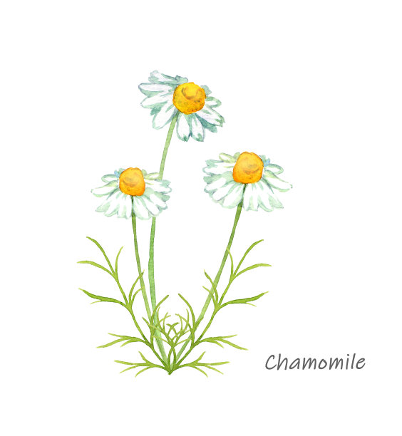 camomiles
