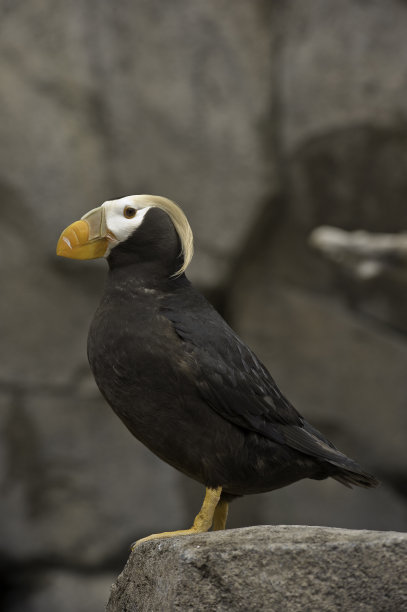 charadriiformes
