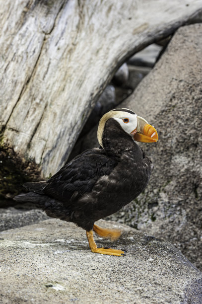 charadriiformes