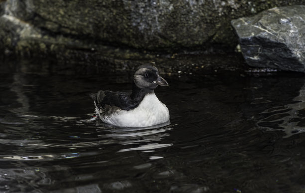 charadriiformes