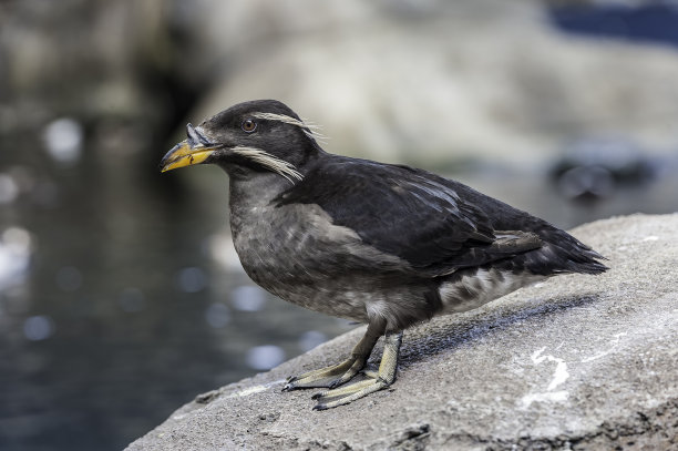 charadriiformes