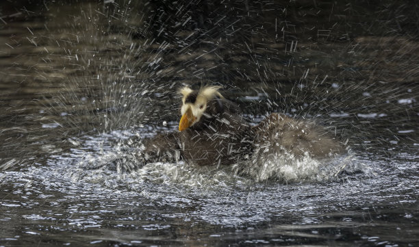 charadriiformes