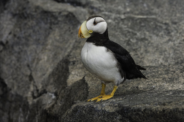 charadriiformes