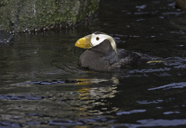 charadriiformes