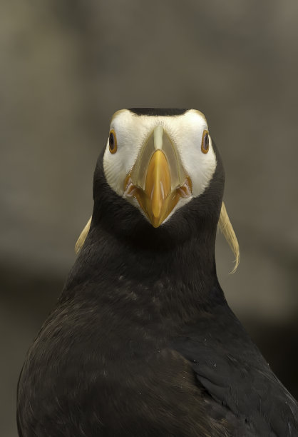 charadriiformes