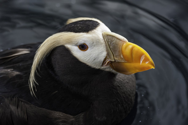 charadriiformes