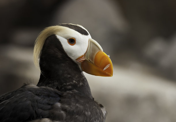 charadriiformes