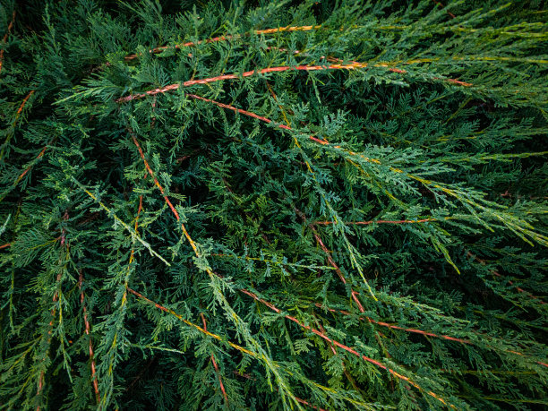 overgrown