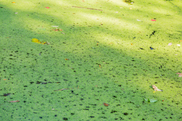 浮萍背景图