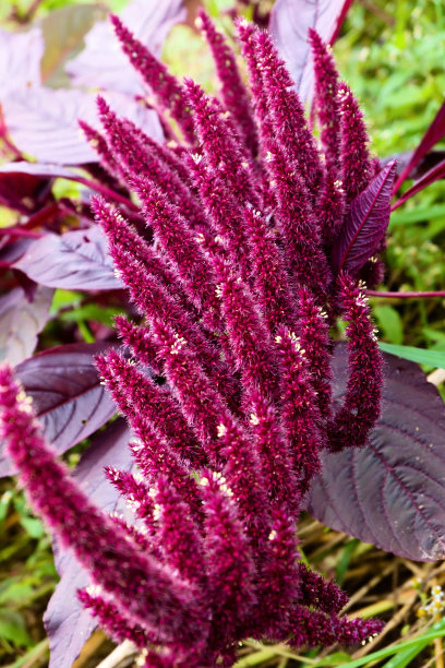 gomphrena