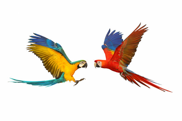 macaws