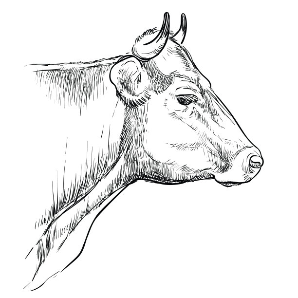 奶牛形象logo