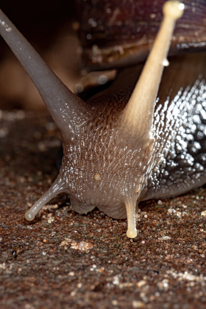 gastropod