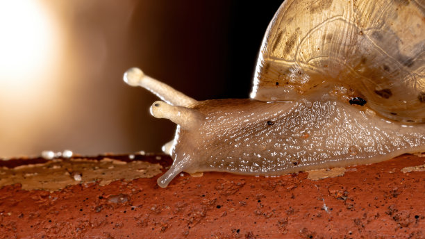mollusk