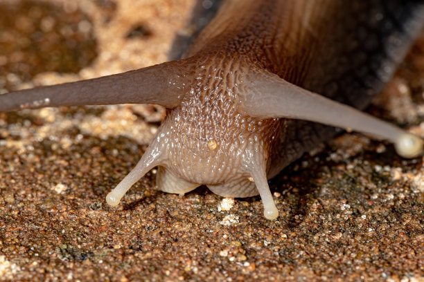 gastropod