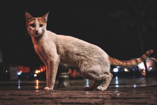 abyssinian猫