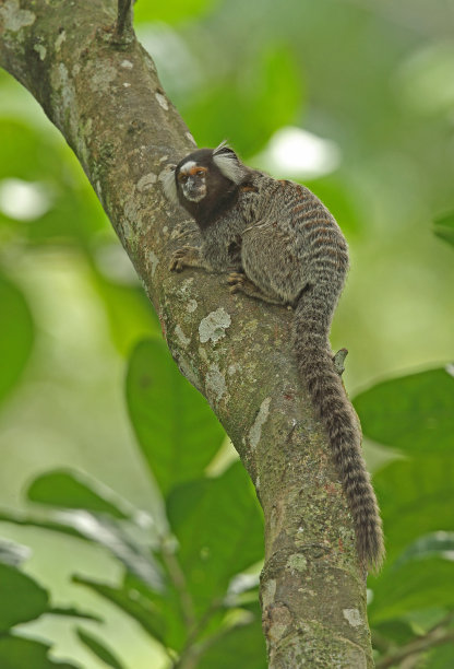 marmoset