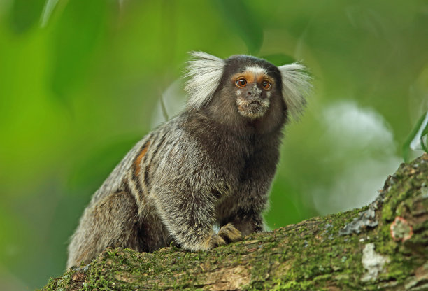 marmoset