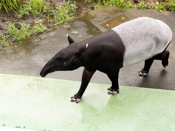 tapir