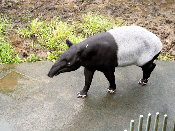 tapir