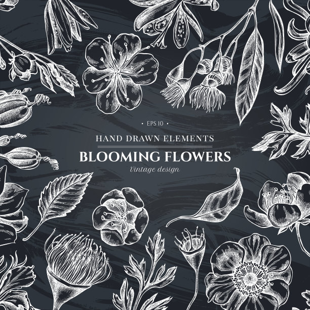 中草药菊花插画