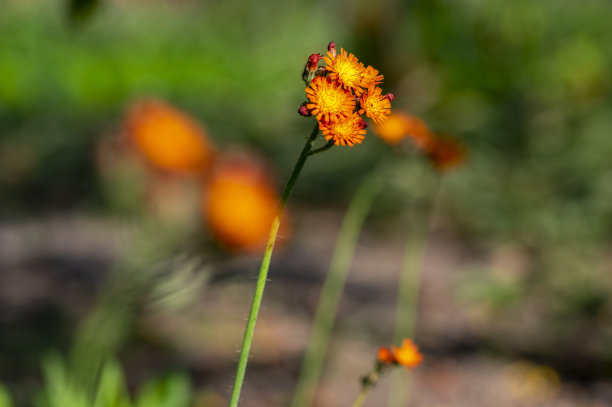 hawkweed