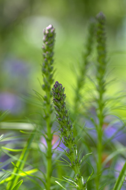 liatris