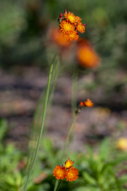 hawkweed