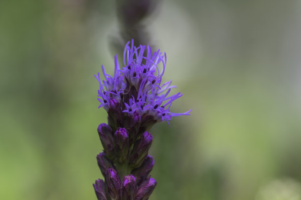 liatris