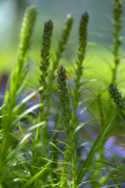 liatris