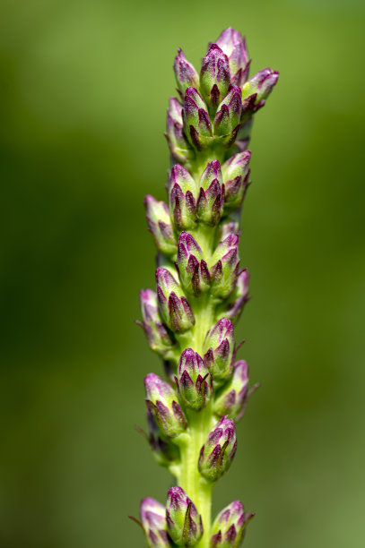 liatris