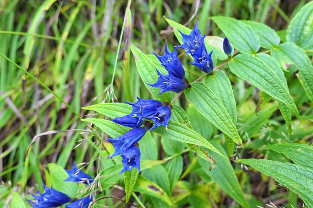 gentian