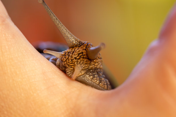 gastropod